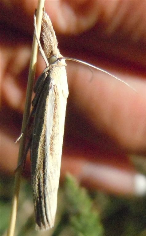 Agriphila?